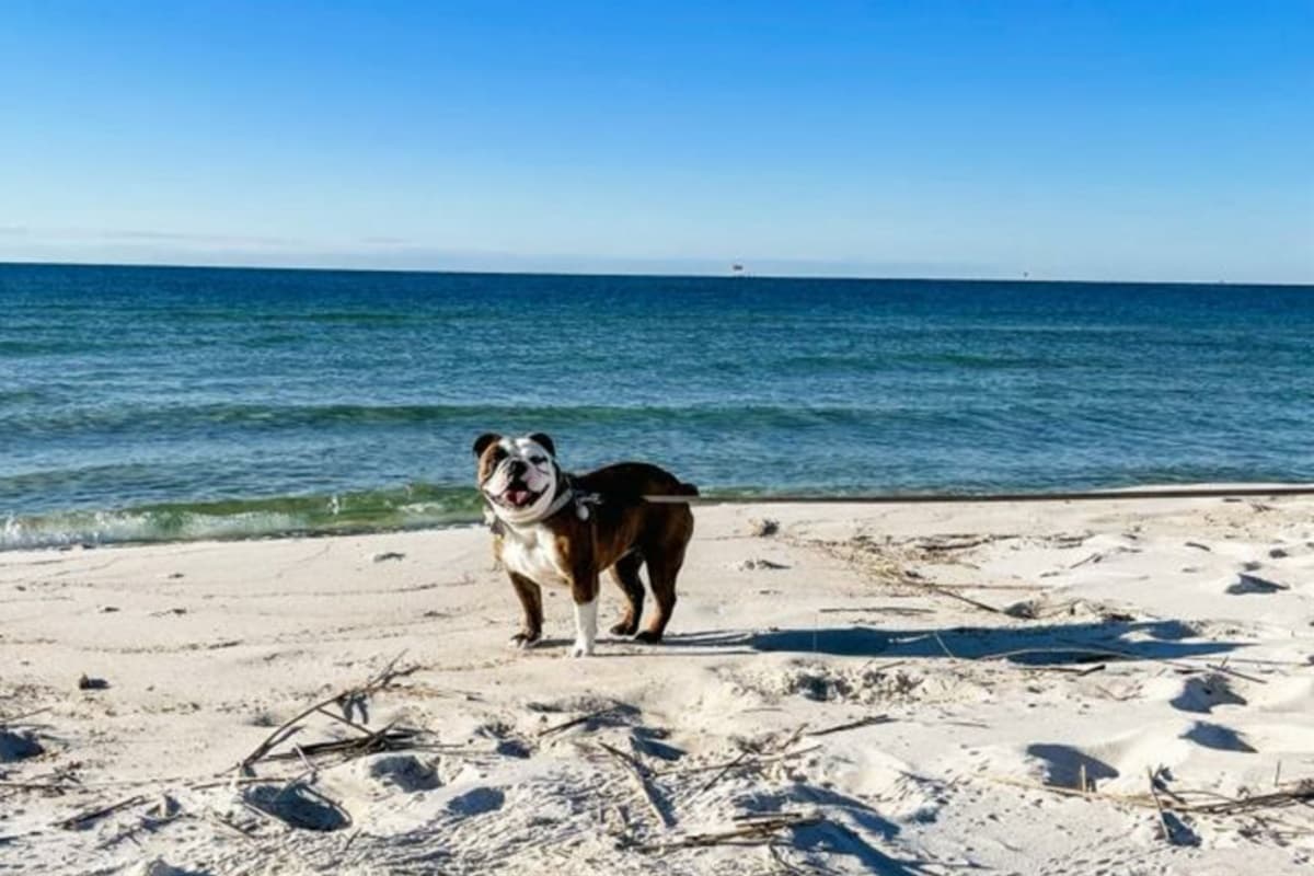 The Ona - Gulf Shores, photo 4