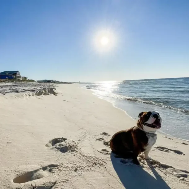 Pet friendly Gulf Shores Vacation Rental