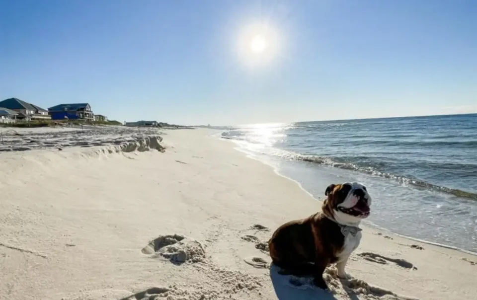 Pet friendly Gulf Shores Vacation Rental